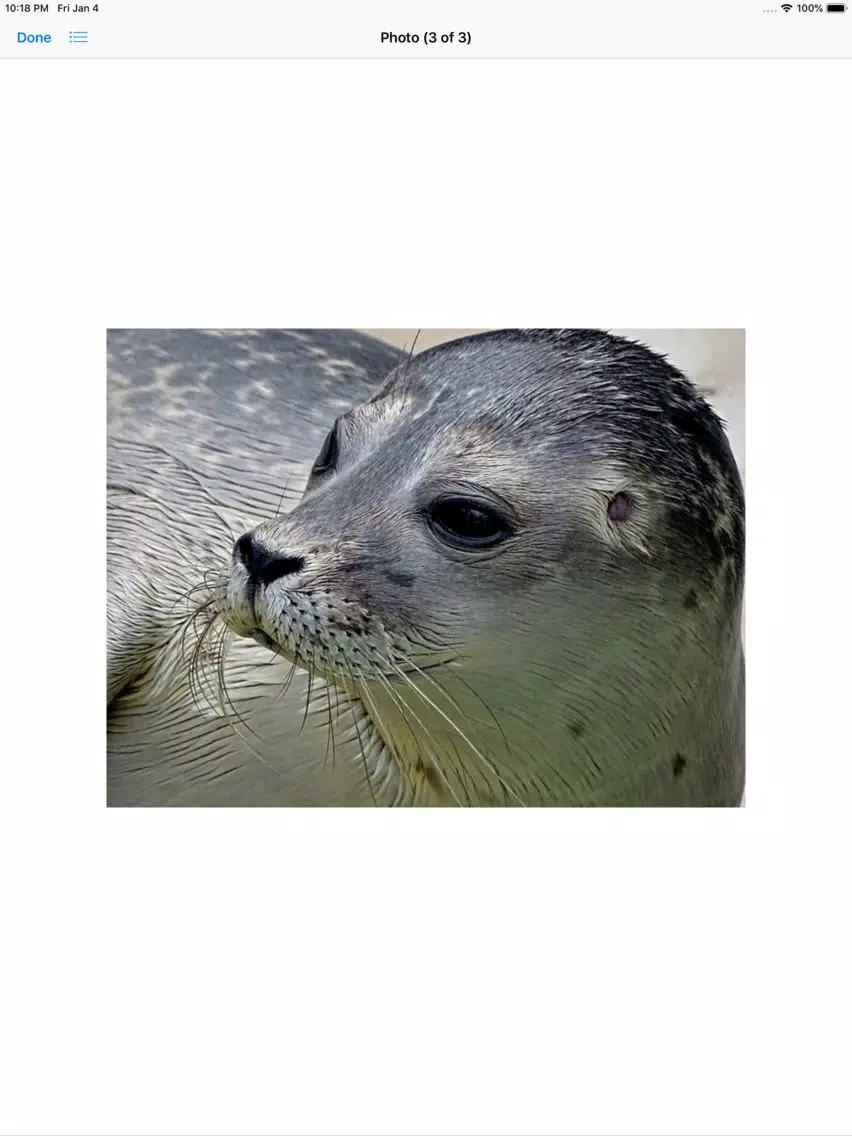 Real Seal Stickers iPad  Screenshots