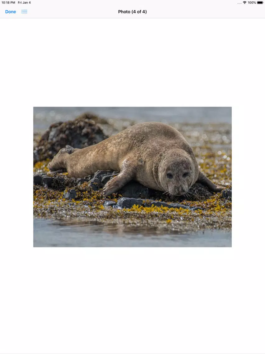 Real Seal Stickers iPad  Screenshots