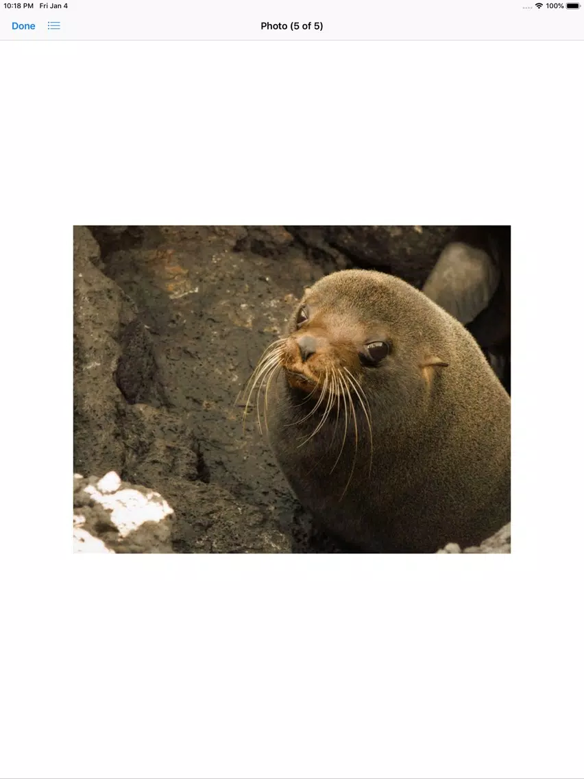 Real Seal Stickers iPad  Screenshots
