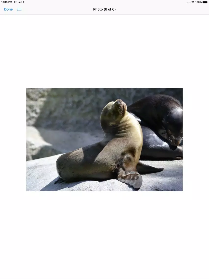 Real Seal Stickers iPad  Screenshots