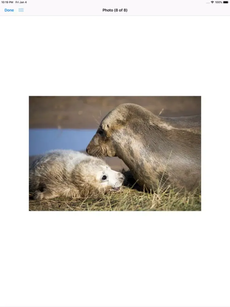 Zrzuty ekranu Real Seal Stickers iPad 