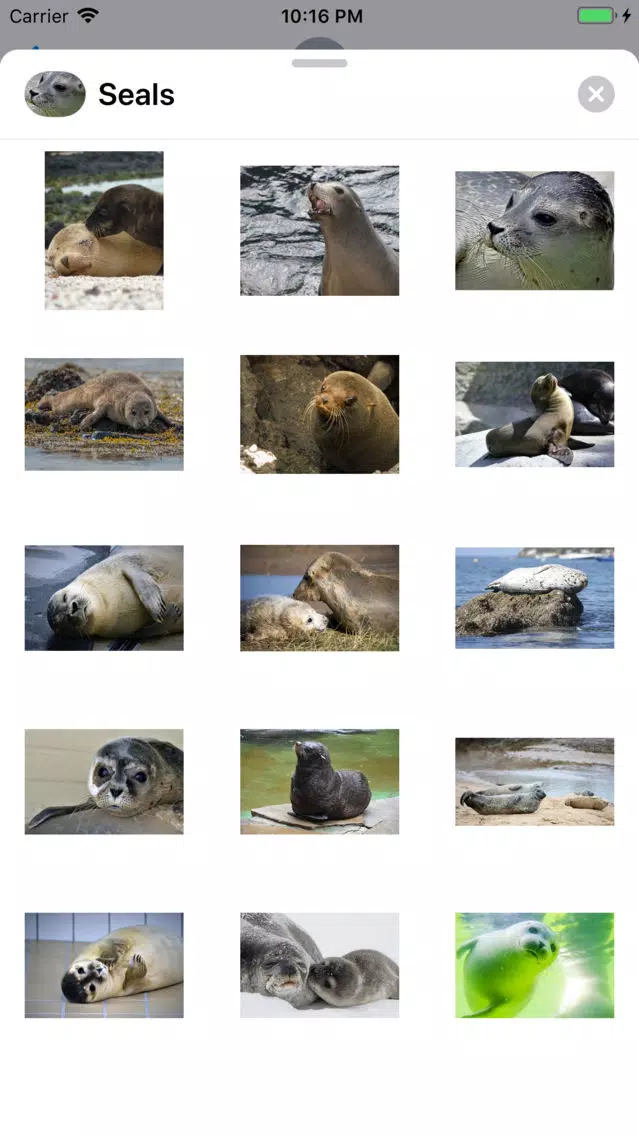 Real Seal Stickers Screenshots