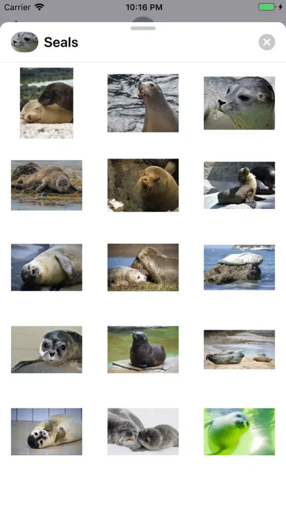 Zrzuty ekranu Real Seal Stickers