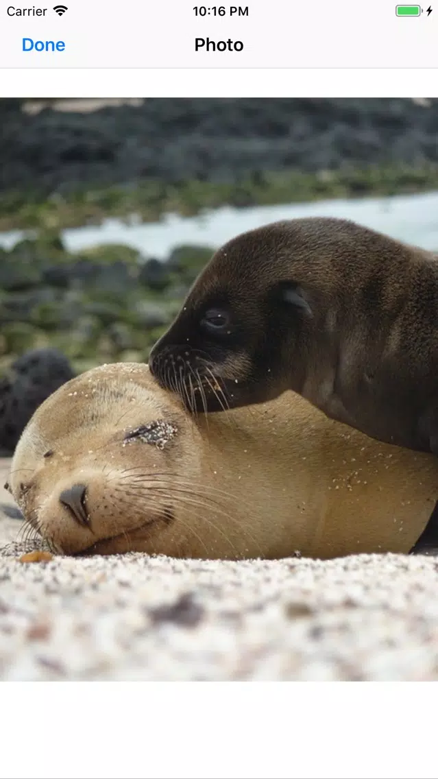 Real Seal Stickers Screenshots