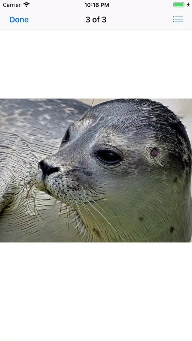 Real Seal Stickers Screenshots
