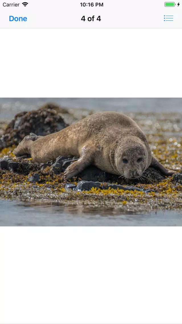 Real Seal Stickers Screenshots