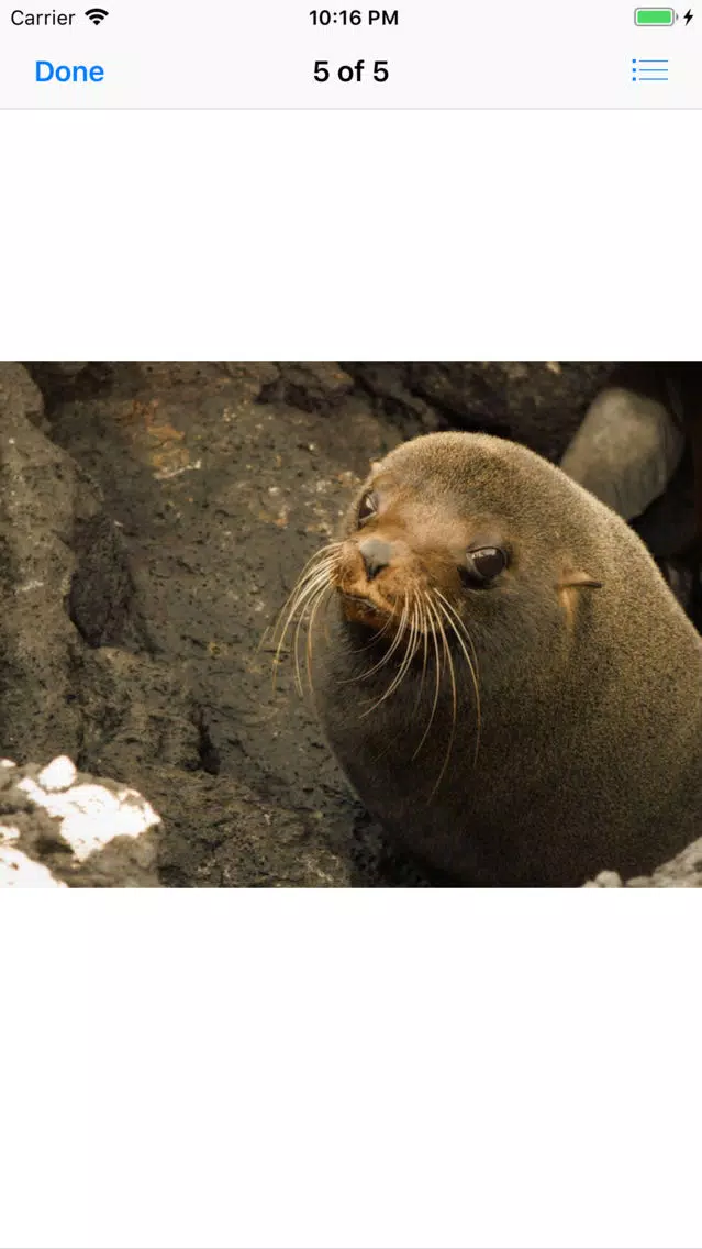 Real Seal Stickers Screenshots