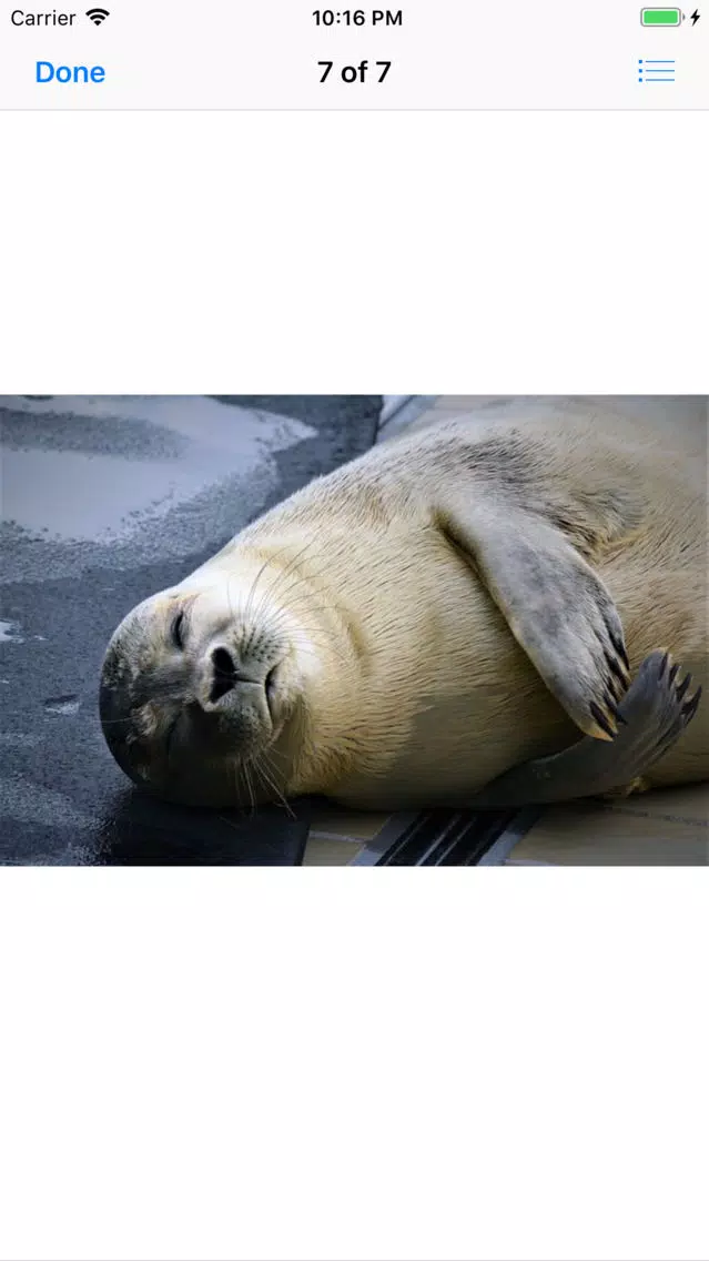 Real Seal Stickers Screenshots