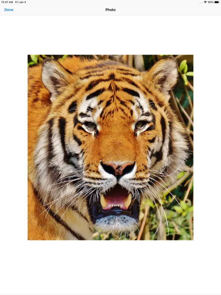 Real Tiger Stickers iPad  Ekran Görüntüleri