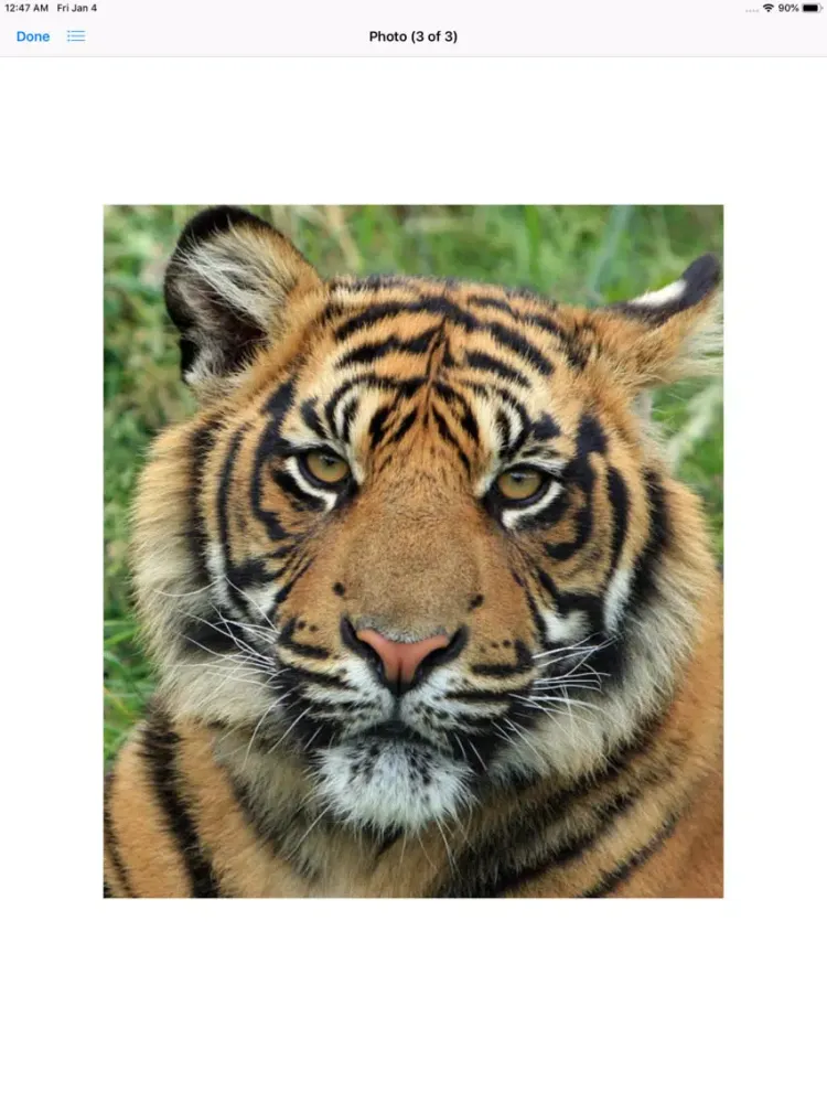 Real Tiger Stickers iPad  Ekran Görüntüleri