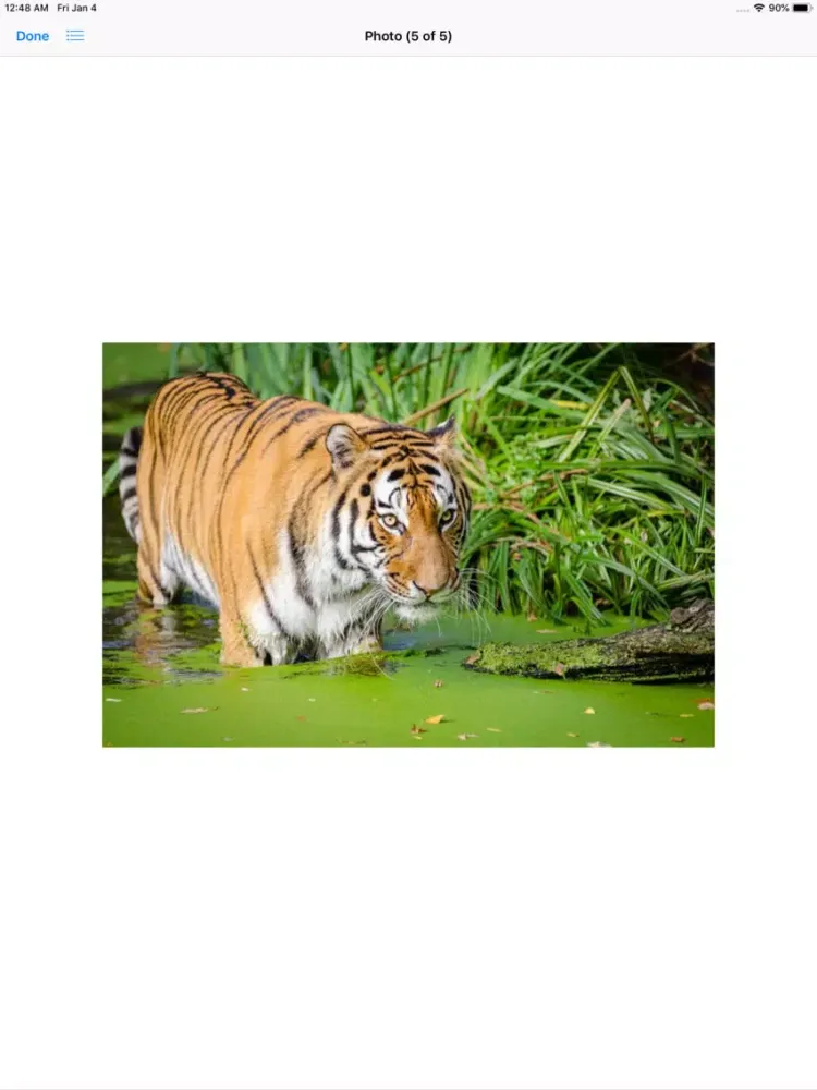 Real Tiger Stickers iPad  Ekran Görüntüleri