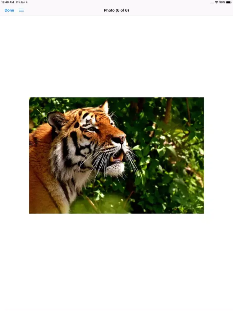 Real Tiger Stickers iPad  Ekran Görüntüleri