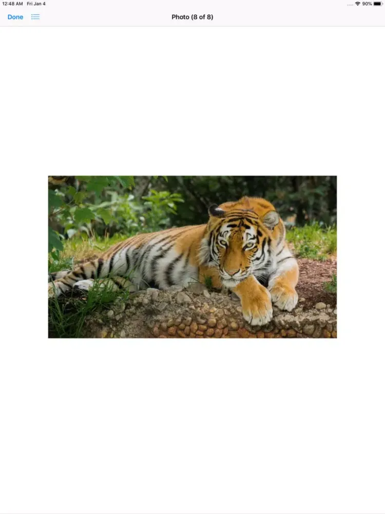 Real Tiger Stickers iPad  Ekran Görüntüleri