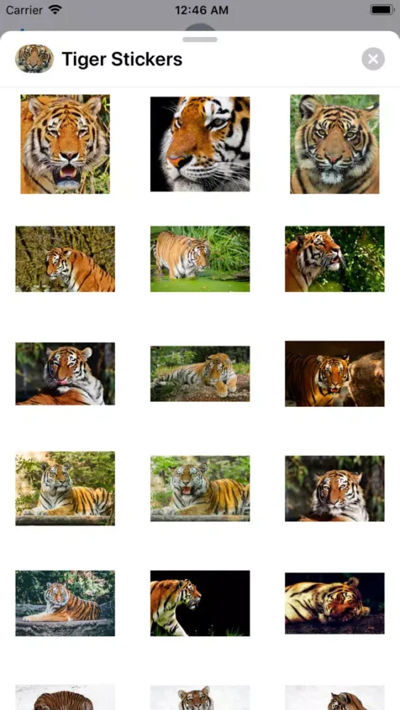 Real Tiger Stickers Ekran Görüntüleri