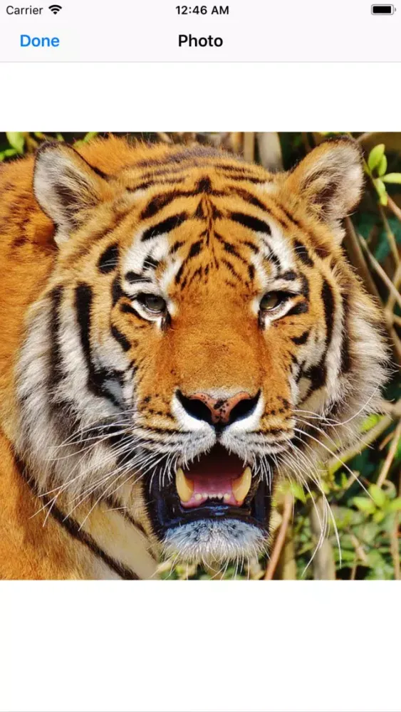 Real Tiger Stickers Ekran Görüntüleri