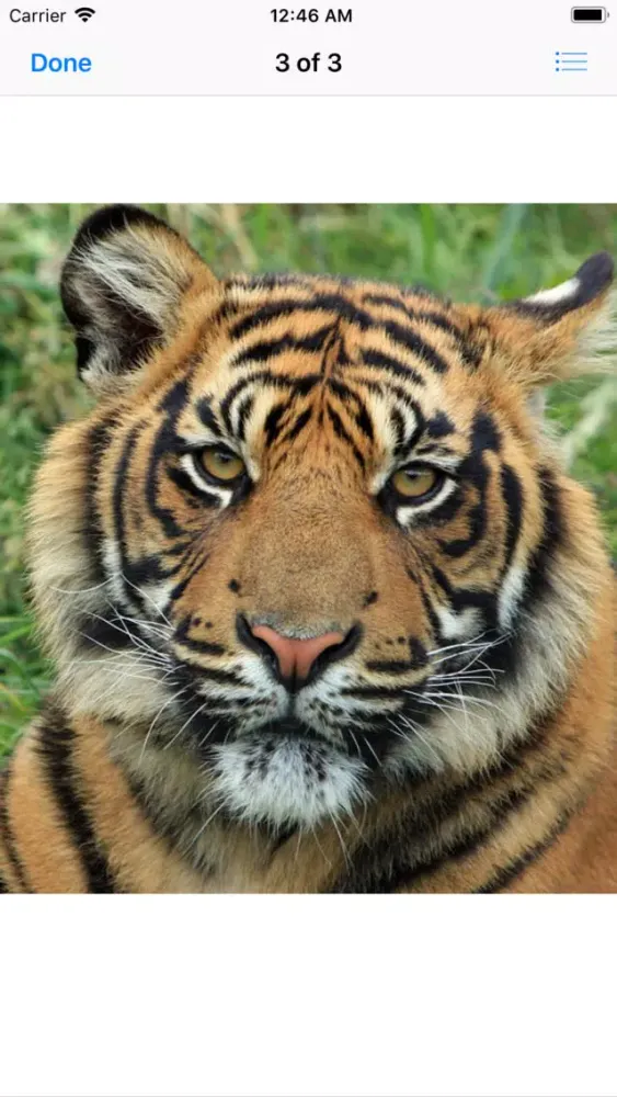 Real Tiger Stickers Ekran Görüntüleri