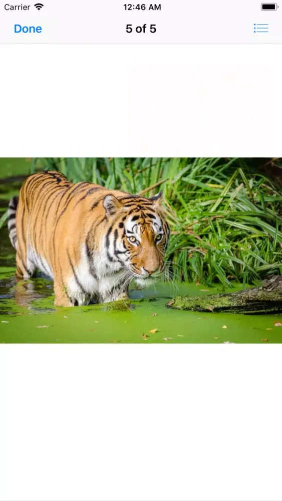 Real Tiger Stickers Ekran Görüntüleri