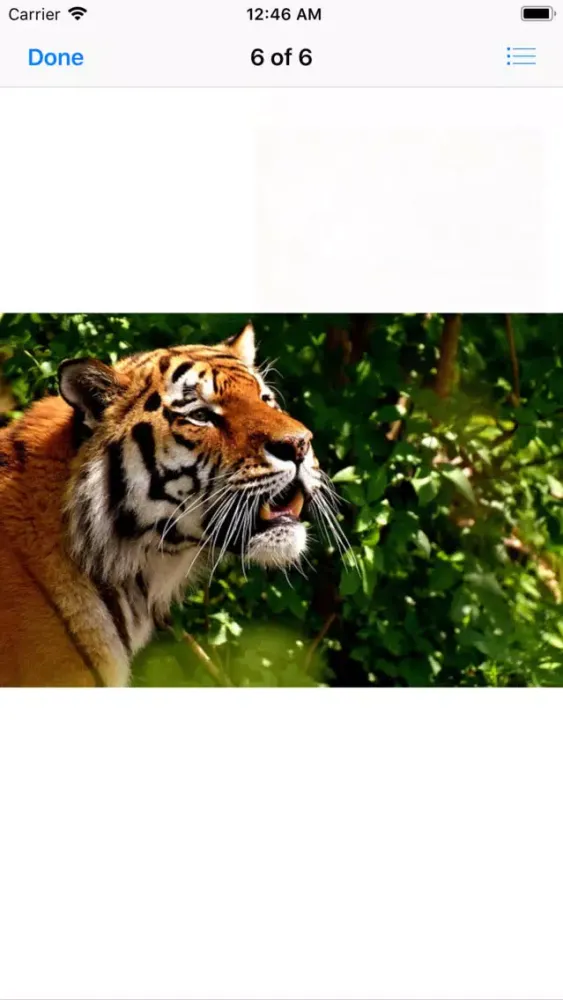 Real Tiger Stickers Ekran Görüntüleri