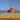 Ragdoll Runners