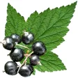 Edible Plant Guide Edible Plant Guide