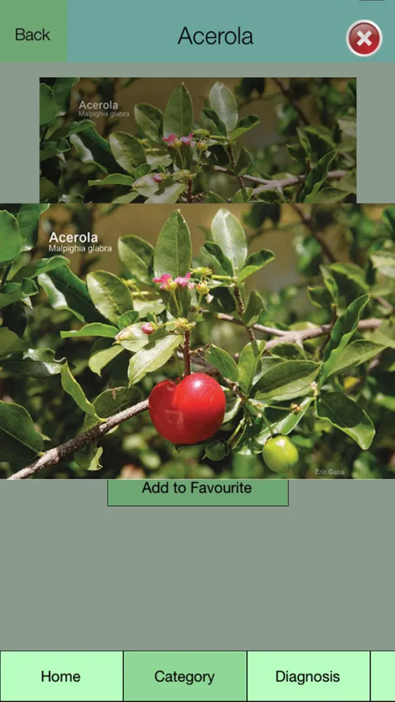 Edible Plant Guide應用截圖