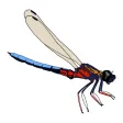 DragonflyPro DragonflyPro