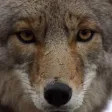 Coyote Calls
