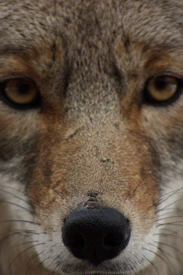 Coyote Calls应用截图