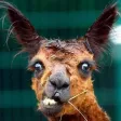 Funny Animal Sounds