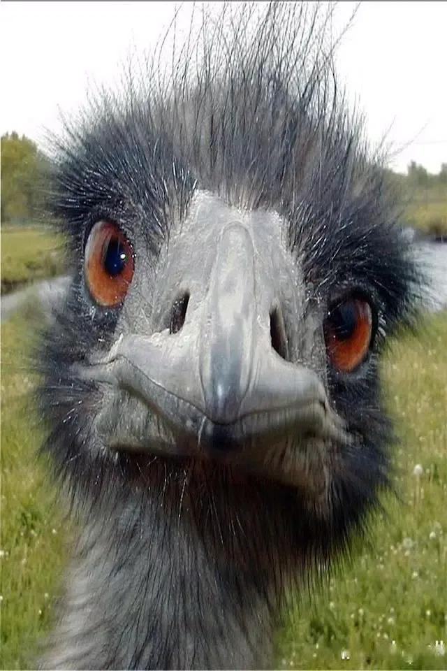 Funny Animal Sounds Ekran Görüntüleri