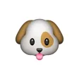 Pet Names: Top Names for Pets