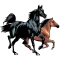 Horse breeds