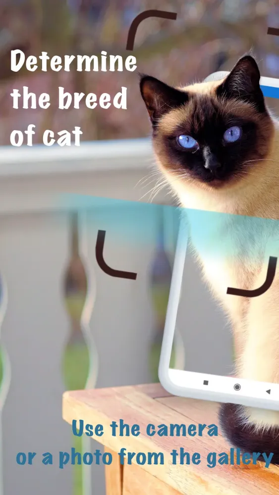 تصاویر Cat breeds