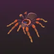 Arachnifiles Arachnifiles