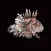 Report Florida Lionfish