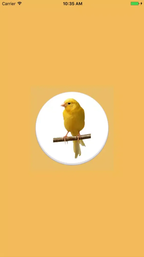 Ảnh chụp màn hình của Canary Bird Sounds