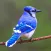 Blue Jay Sounds