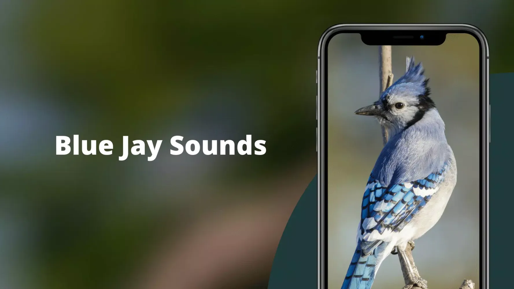 Blue Jay Sounds Screenshots