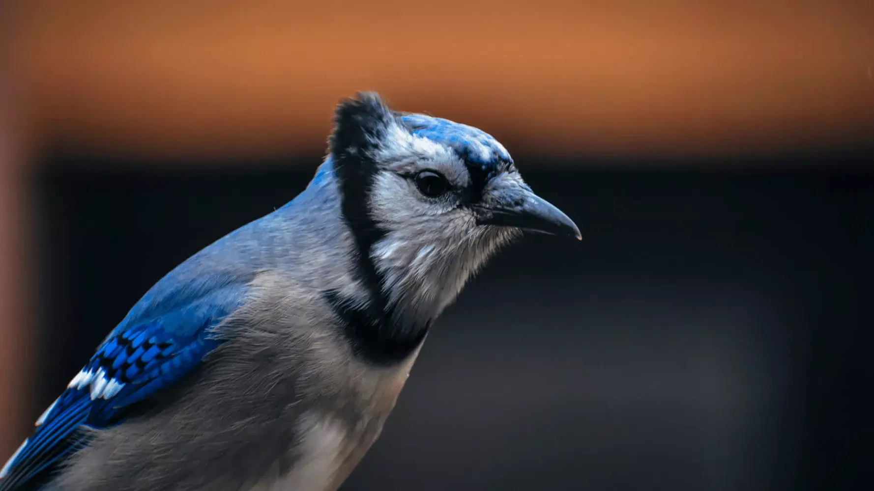 Blue Jay Sounds Screenshots