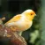 Canary Bird Sounds