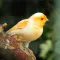 Canary Bird Sounds
