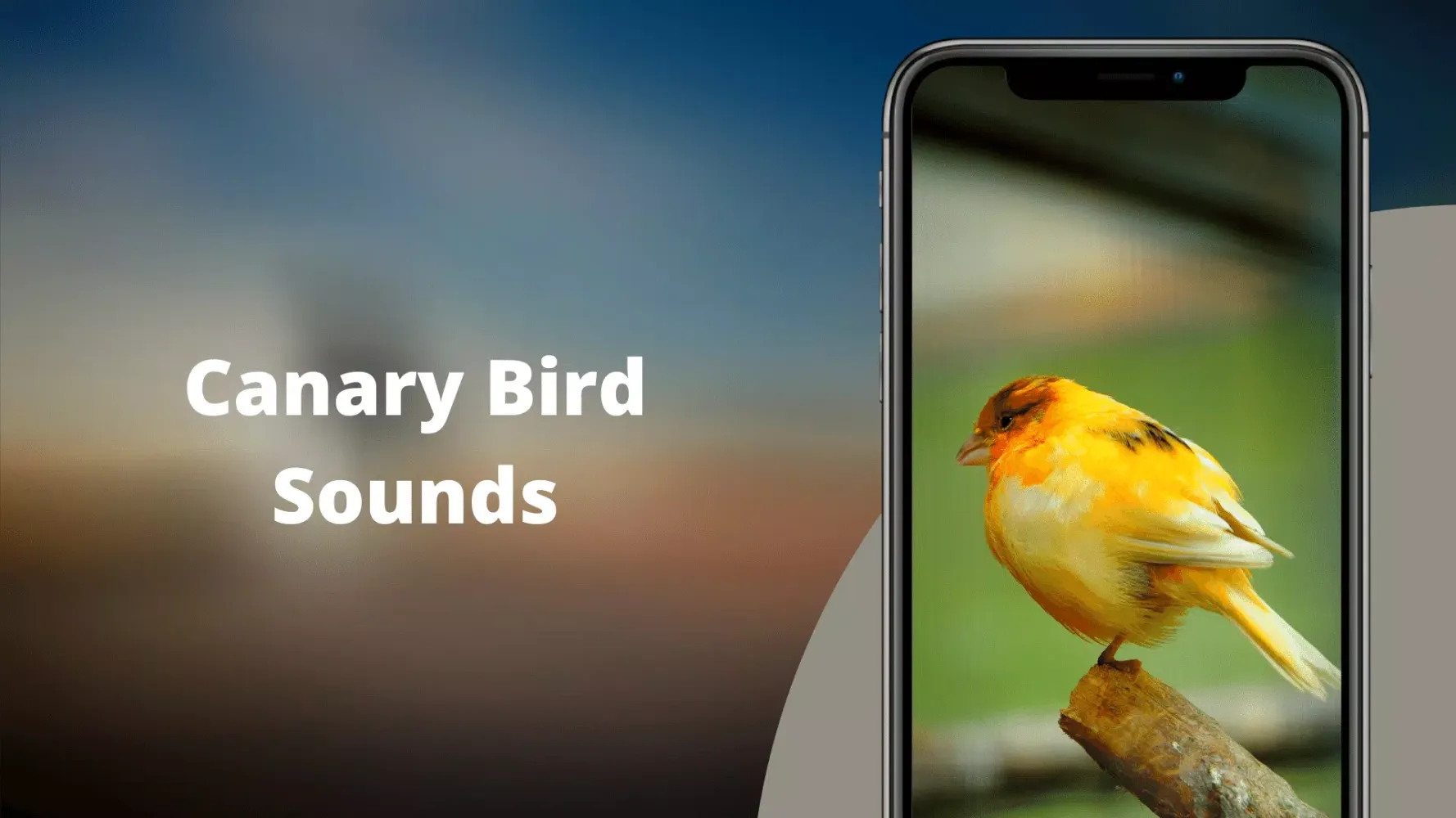 Canary Bird Sounds Ekran Görüntüleri