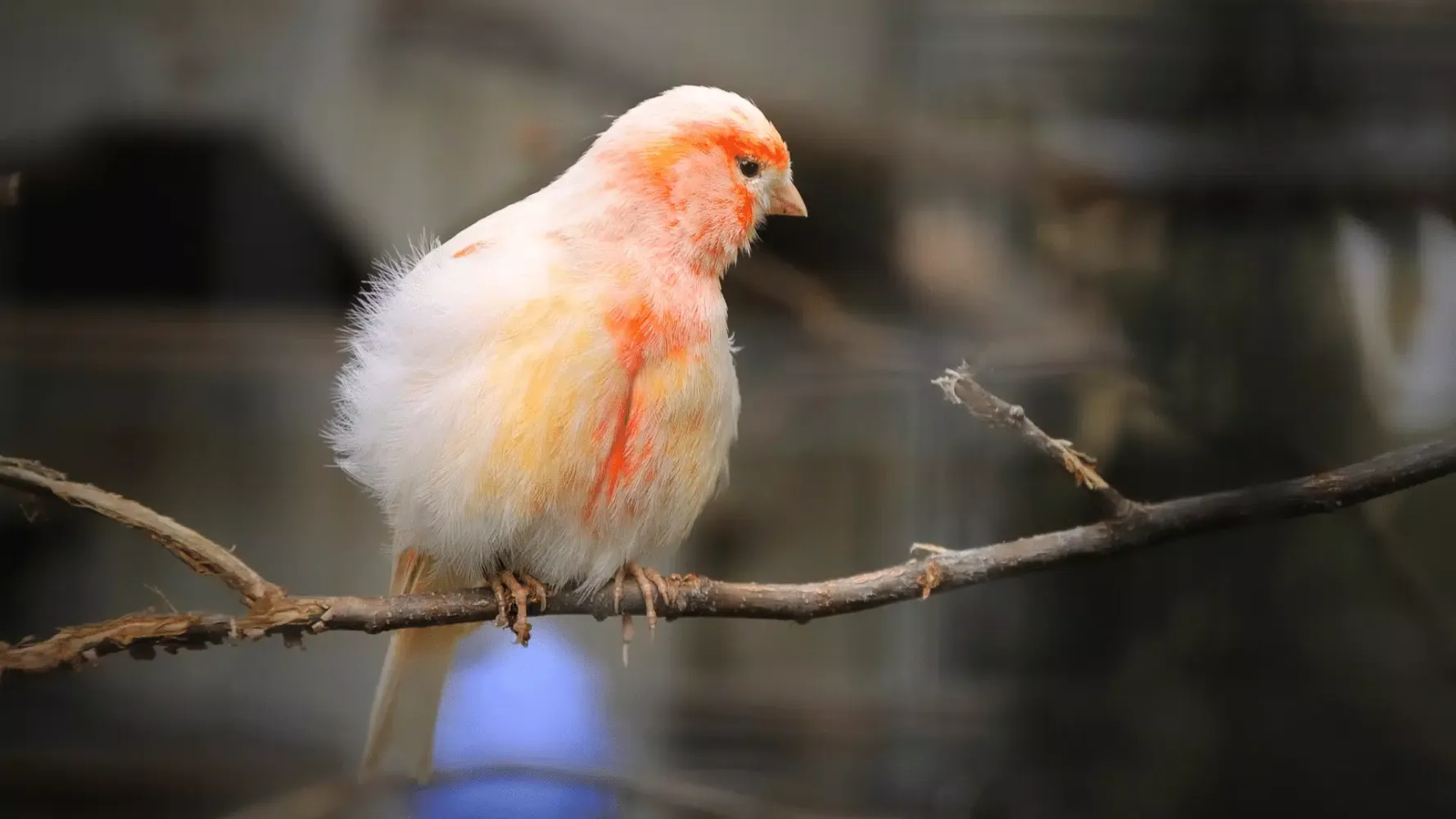 Canary Bird Sounds Ekran Görüntüleri