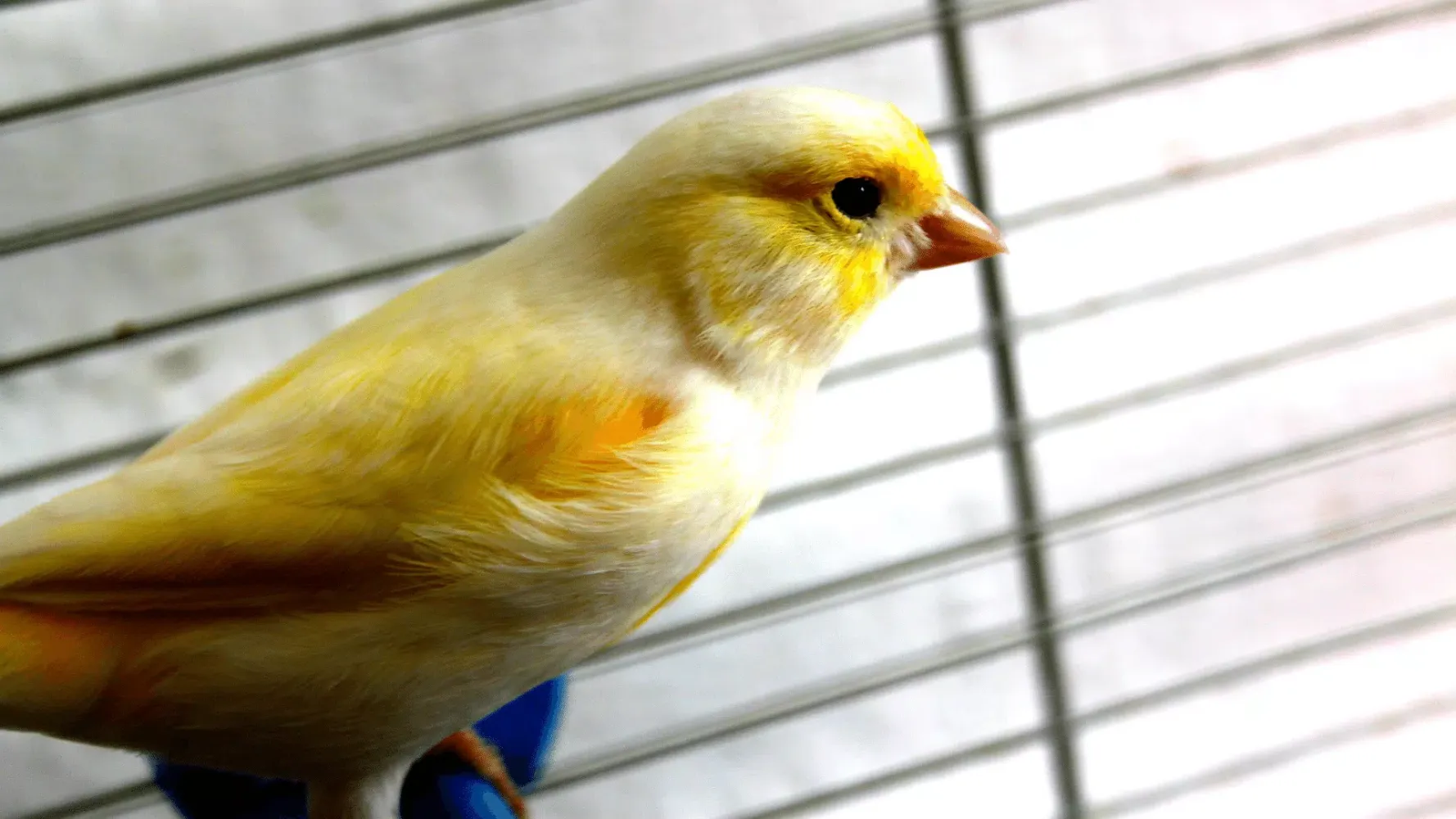 Canary Bird Sounds Ekran Görüntüleri