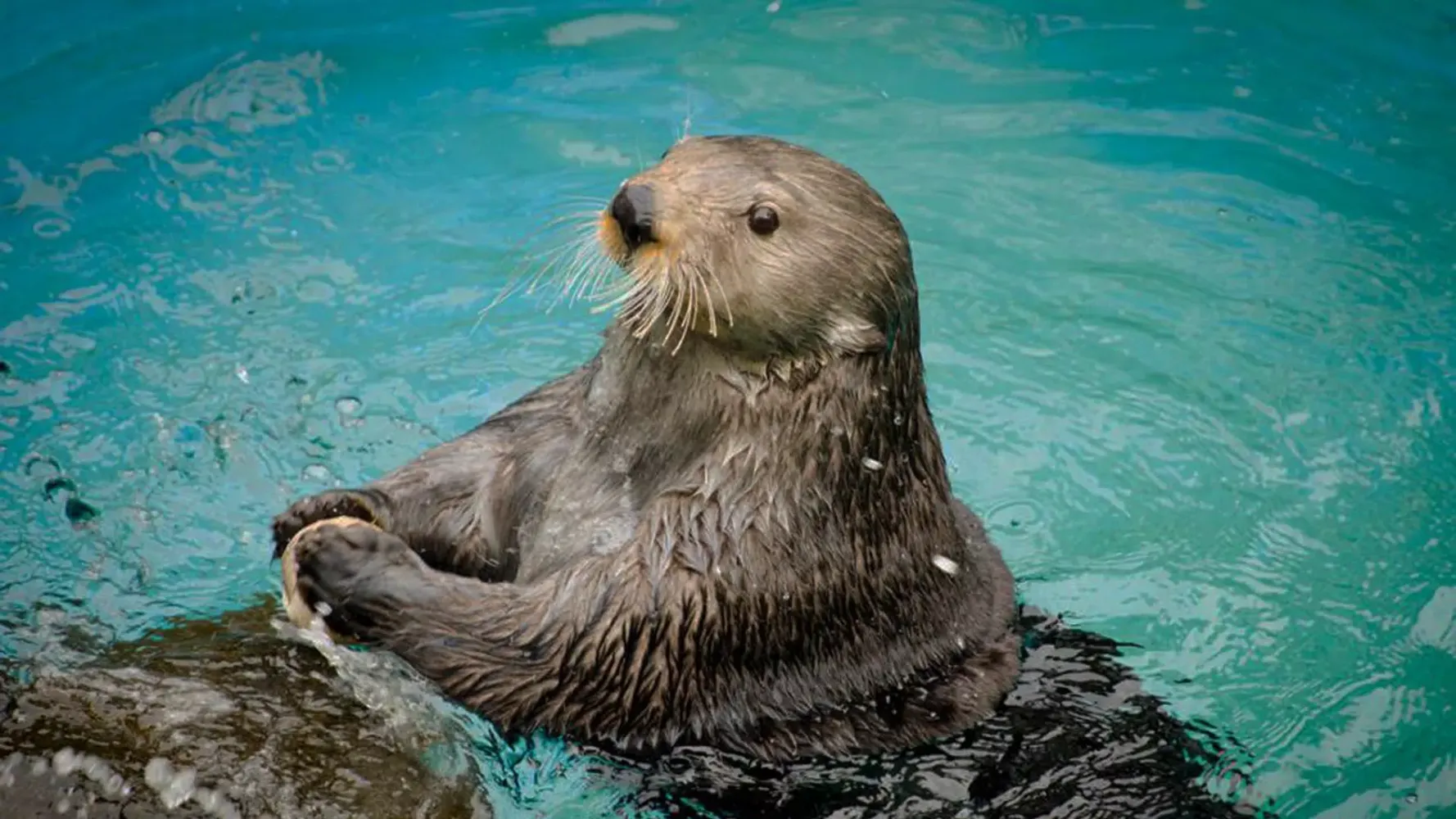 Скриншоты Sea Otter Sounds