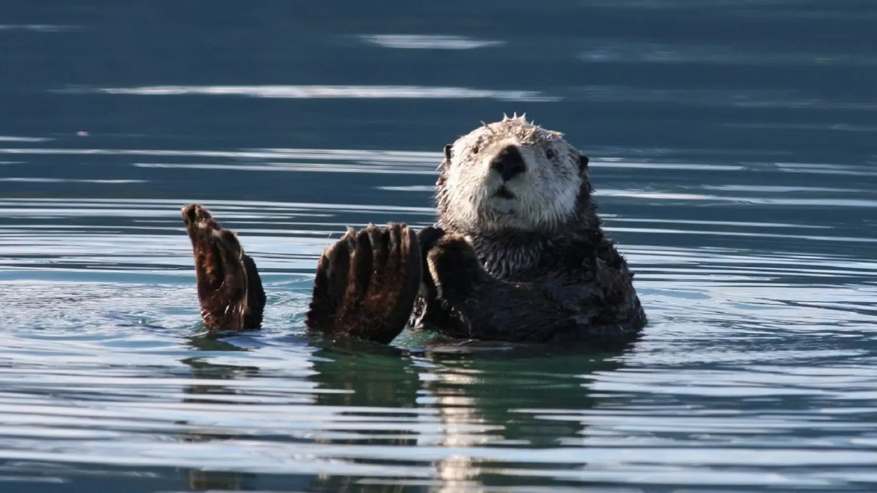 Скриншоты Sea Otter Sounds