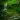 Rainforest Sounds