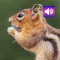 Chipmunk: Sounds & Ringtones