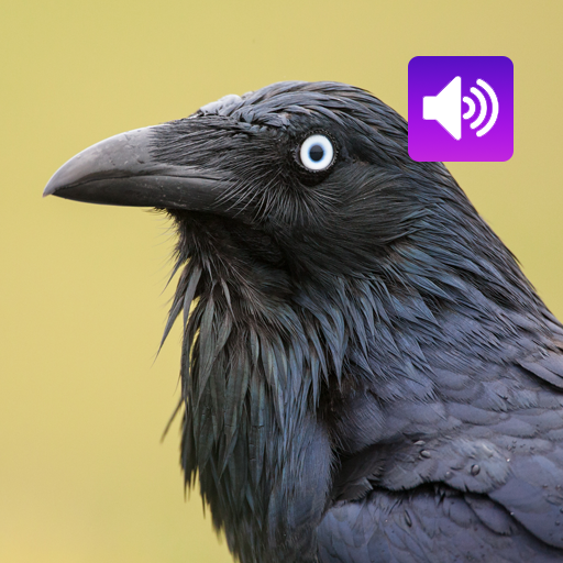 Crow Bird: Sound & Ringtones
