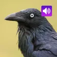 Crow Bird: Sound & Ringtones